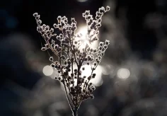 Im Gegenlicht