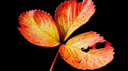 Erdbeerblatt im Spätherbst