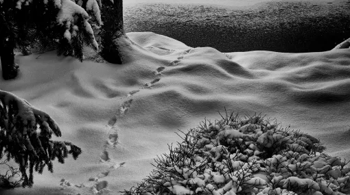 Spur im Schnee