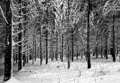 Winterwald