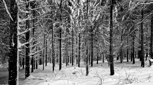 Winterwald