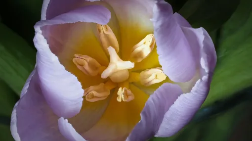 Innenansicht einer Tulpe