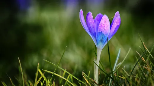 Krokus