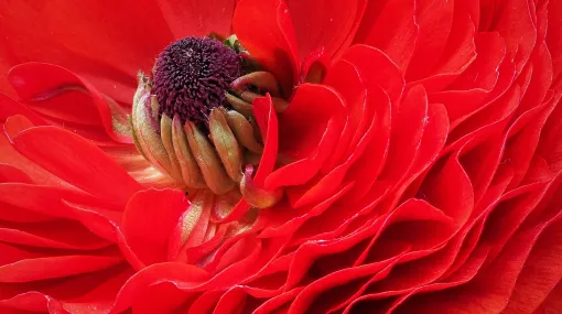 Rote offene Ranunkel