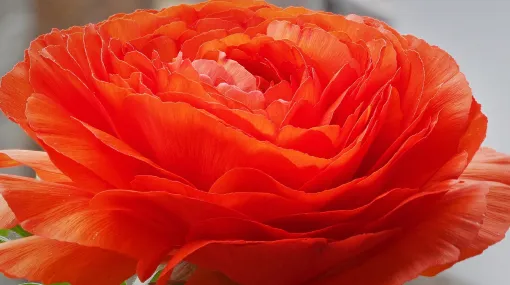 Eine meiner Lieblingsblumen