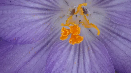 Krokusblüte