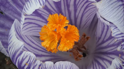 Krokusblüte