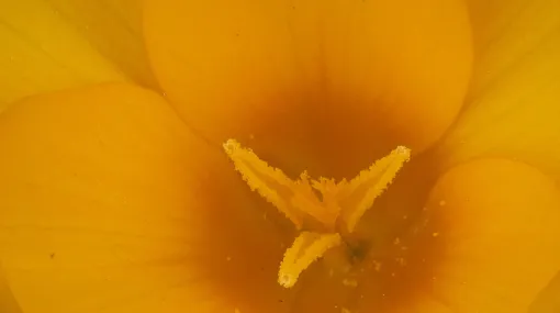 Gelbe Krokusblüte