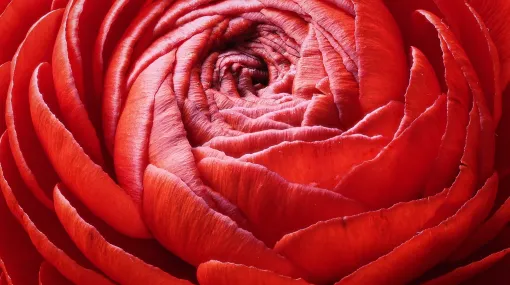 Rote Ranunkelblüte