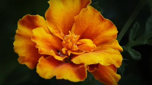 Tagetes II
