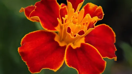 Tagetes