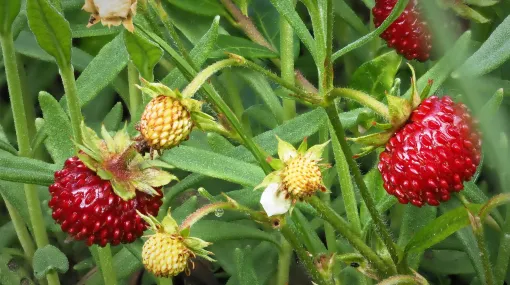 Walderdbeeren (und ein Beobachter)
