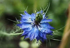Blaue Schönheit
