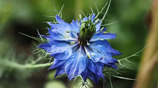 Blaue Schönheit