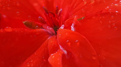 Pelargonienblüte
