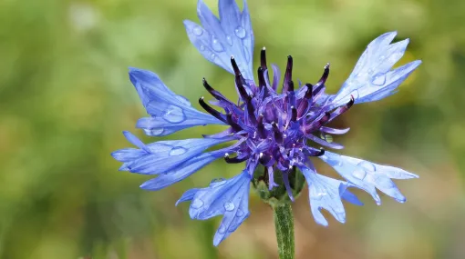 Kornblume