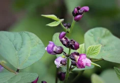 Blüte von grünen Bohnen