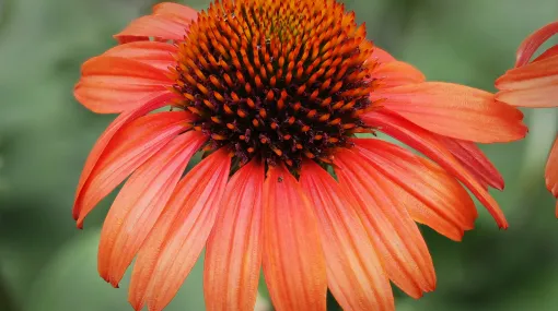Sonnenhut (Echinacea)