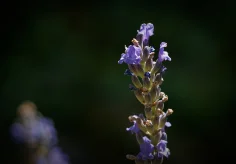 Letzte Lavendelblüten