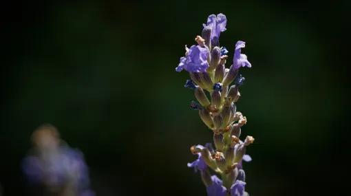 Letzte Lavendelblüten