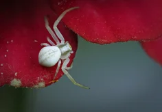 Krabbenspinne auf Zinnie (I)