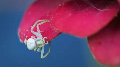 Krabbenspinne auf Zinnie (II)