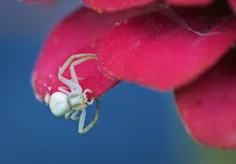 Krabbenspinne auf Zinnie (II)