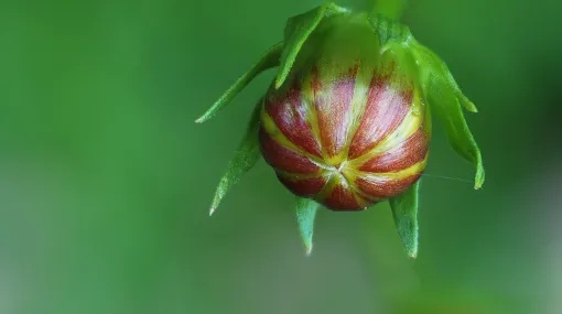Knospe