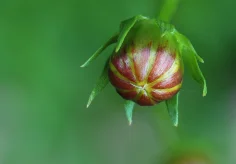 Knospe