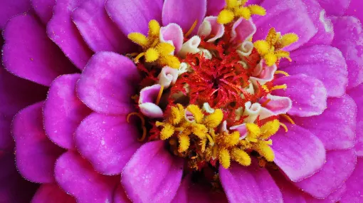 Rosa Zinnie