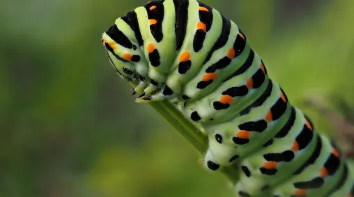 Schwalbenschwanzraupe