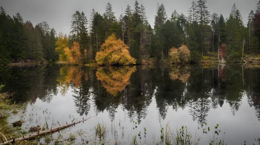 Herbstspiegelung am Etang de la Gruère