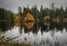 Herbstspiegelung am Etang de la Gruère