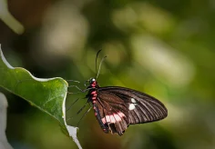 Gewöhnlicher Parides