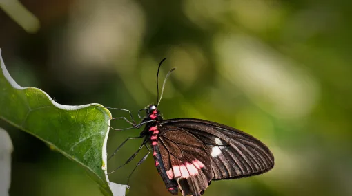 Gewöhnlicher Parides