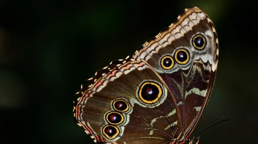 Blauer Morphofalter