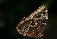 Blauer Morphofalter