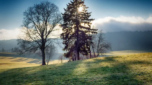 Im Gegenlicht