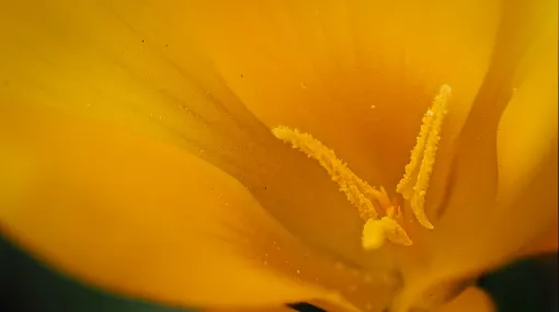 Gelber Krokus