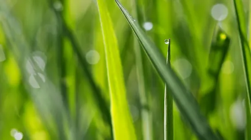 Grünes Gras
