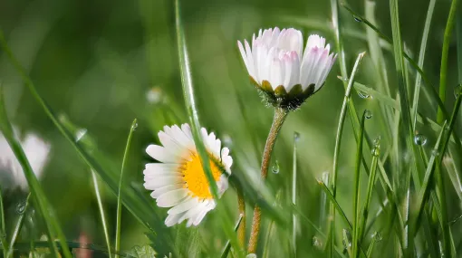 Gänseblümchen