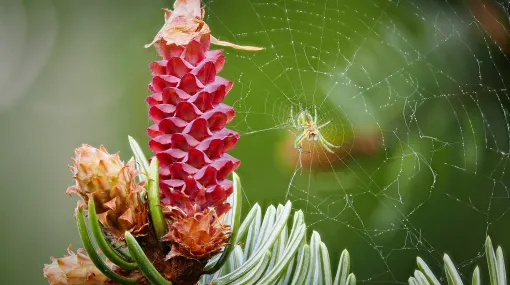 Junger Fichtenzapfen mit Spinne als Nachbar