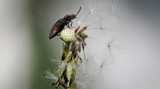 Ein Besucher
