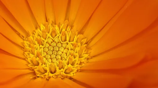 Ringelblume