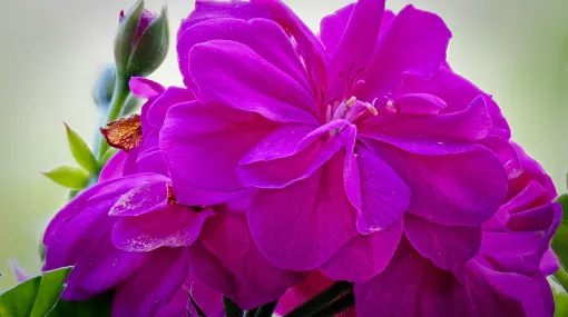 Rosa Geranie