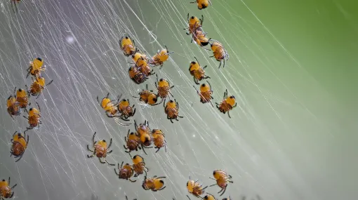 Spinnenbabys