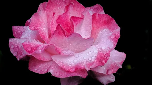 Rosa Rose