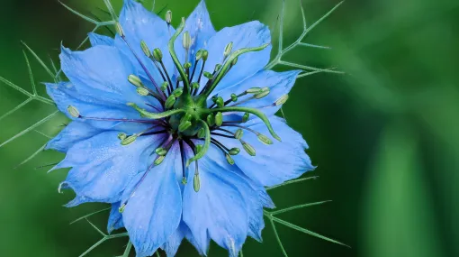 Nigella damascena - Jungfer im Grünen