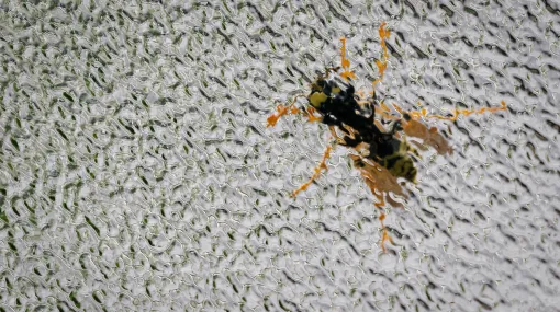 Wespe hinter Sichtschutzglas