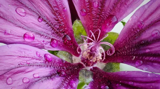 Eine Malvenblüte?